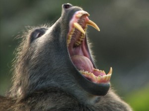 Scientists have described baboon teeth as being “quite big”.